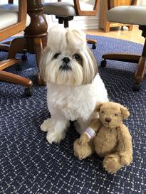 Teddy